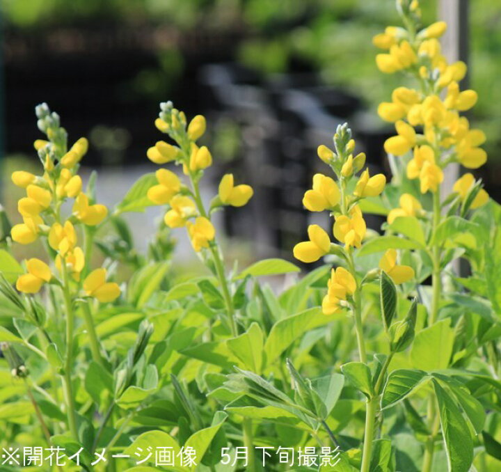 楽天市場 5ポット 黄花センダイハギ 9cmポット苗5ポットセット 山野草 耐寒性多年草 3 29芽吹き始め 紫桜館 山の花屋 楽天市場店