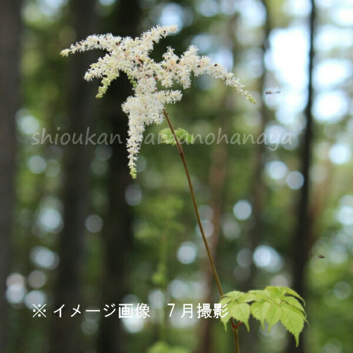 楽天市場 1ポット トリアシショウマ 10 5cmポット苗 山野草 耐寒性多年草 鳥足升麻 紫桜館 山の花屋 楽天市場店