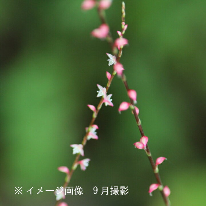 楽天市場 1ポット ミズヒキ 9cmポット苗 山野草 耐寒性多年草 水引 紫桜館 山の花屋 楽天市場店