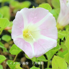 楽天市場 昼顔 花の通販