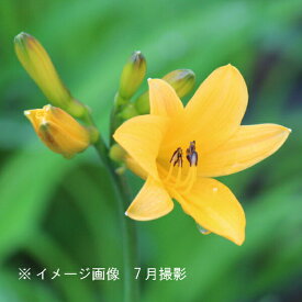 ニッコウキスゲ　10.5cmポット苗　数量割引あり/山野草/耐寒性多年草/ゼンテイカ/※休眠 地上部無し