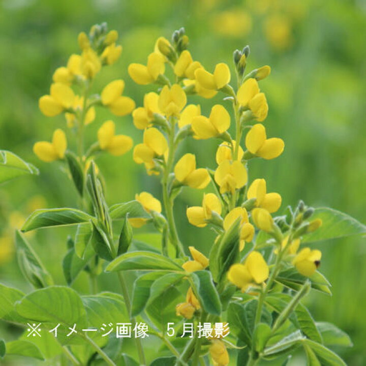 楽天市場 1ポット 黄花センダイハギ 9cmポット苗 山野草 耐寒性多年草 3 29芽吹き始め 紫桜館 山の花屋 楽天市場店