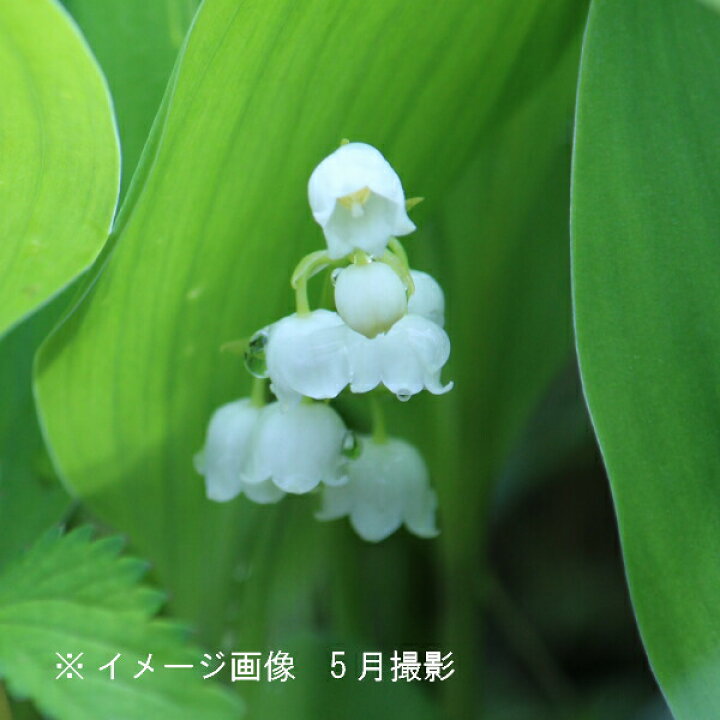 ニホンスズラン 9 0cmポット 1年間枯れ保証 1本 山野草 スーパーセール 1本