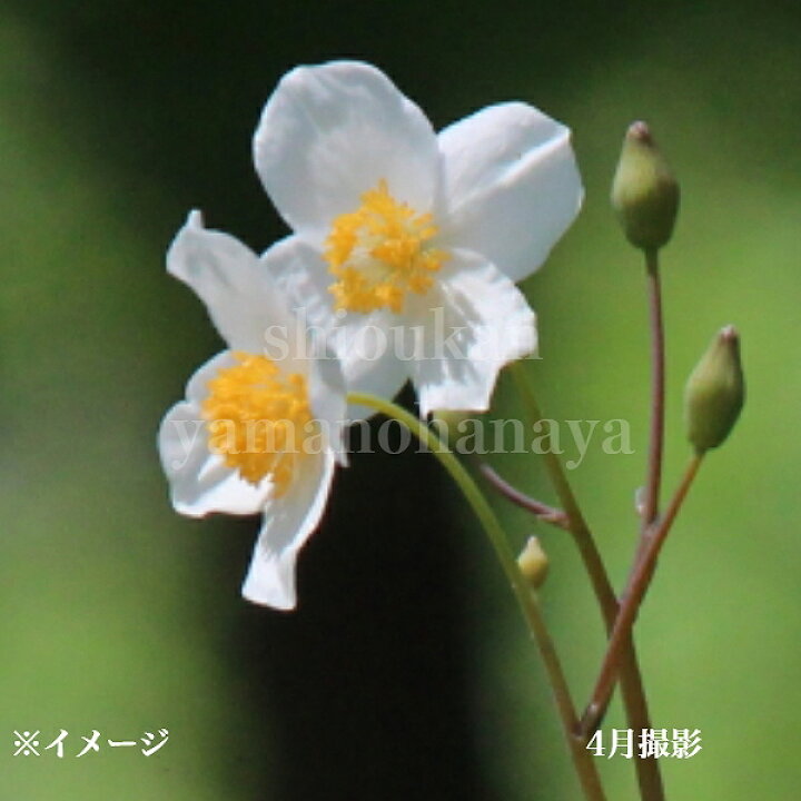 楽天市場 1ポット シラユキゲシ 10 5cmポット苗 山野草 耐寒性多年草 スノーポピー 今季開花終了 紫桜館 山の花屋 楽天市場店