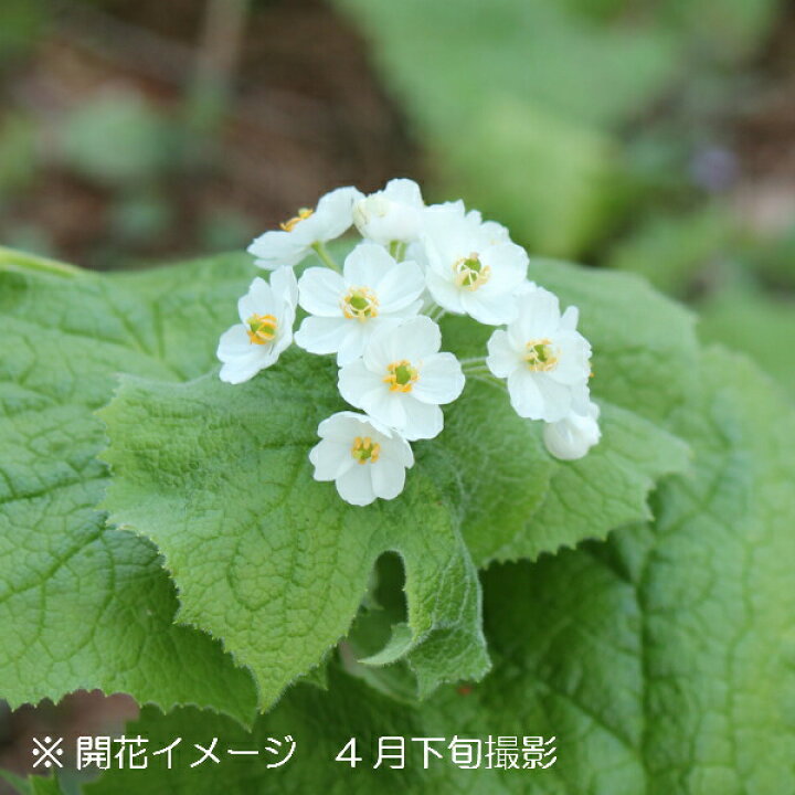 楽天市場 1ポット サンカヨウ 10 5cmポット苗 春咲き山野草 耐寒性多年草 スケルトンフラワー 休眠株を植え付けてお届け 春までそのまま栽培可能 紫桜館 山の花屋 楽天市場店