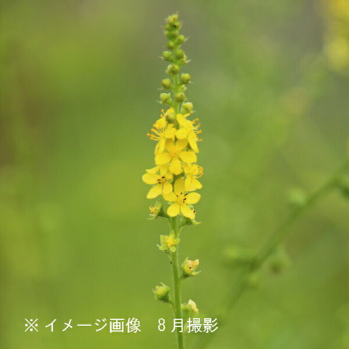 楽天市場 5ポット キンミズヒキ 9cmポット苗5ポットセット 山野草 耐寒性多年草 金水引き 5 1芽吹き始め 紫桜館 山の花屋 楽天市場店 楽天市場 5ポット キンミズヒキ 9cmポット苗5ポットセット 山野草 耐寒性多年草 金水引き 5 1芽吹き始め 紫桜館 山の花屋 楽天市場店