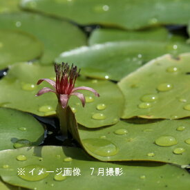 楽天市場 ヒツジグサの通販