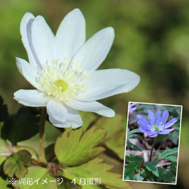 付与 山野草 菊咲きイチゲ 菊咲きイチリンソウ 菊咲一華 ３号 １ポット 休眠株 Riosmauricio Com