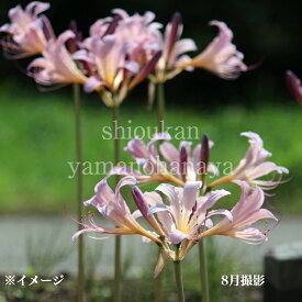 ナツズイセン　10.5cmポット苗　数量割引あり/山野草/リコリス/夏水仙/再入荷/※休眠 地上部無し