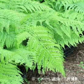 (1ポット)リョウメンシダ　10.5cmポット苗　山野草/耐寒性多年草/シダ植物/両面羊歯/※休眠 地上部無し