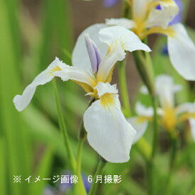 白花ヒオウギアヤメ　10.5cmポット苗　山野草/耐寒性多年草/檜扇文目/菖蒲/※休眠 地上部無し