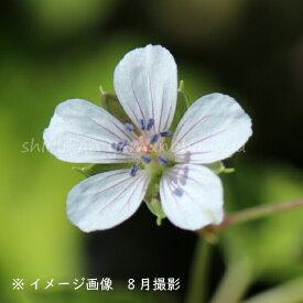 楽天市場 ゲラニウム 苗物 ガーデニング 農業 花 ガーデン Diyの通販 楽天市場 ゲラニウム 苗物 ガーデニング 農業 花 ガーデン Diyの通販