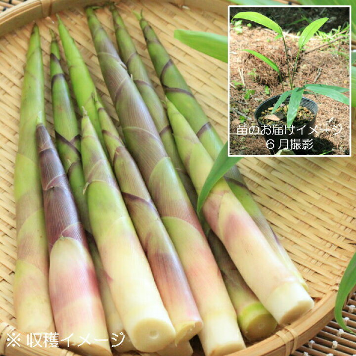 楽天市場 1ポット ネマガリタケ 10 5cmポット苗 植え付け1年後以降の収穫見込み苗 山菜苗 耐寒性多年草 根曲がり竹 姫竹 紫桜館 山の花屋 楽天市場店