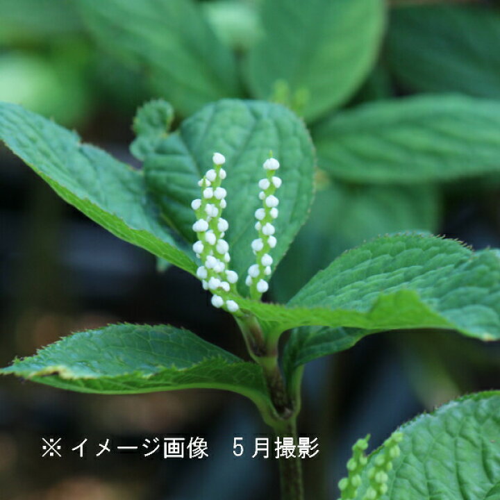 楽天市場 山野草セット 一人静と二人静 2種各3ポットセット 紫桜館 山の花屋 楽天市場店