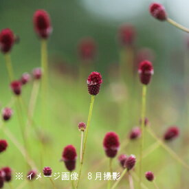 ヒメワレモコウ　9〜10.5cmポット苗　数量割引あり/山野草/耐寒性多年草/吾亦紅/サンギソルバ/※休眠 地上部無し