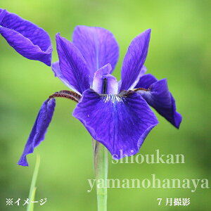 (100|bg)TLKPA@10.5cm|bgc100|bgZbg@R쑐/ϊN/@/Ҋ/x n㕔