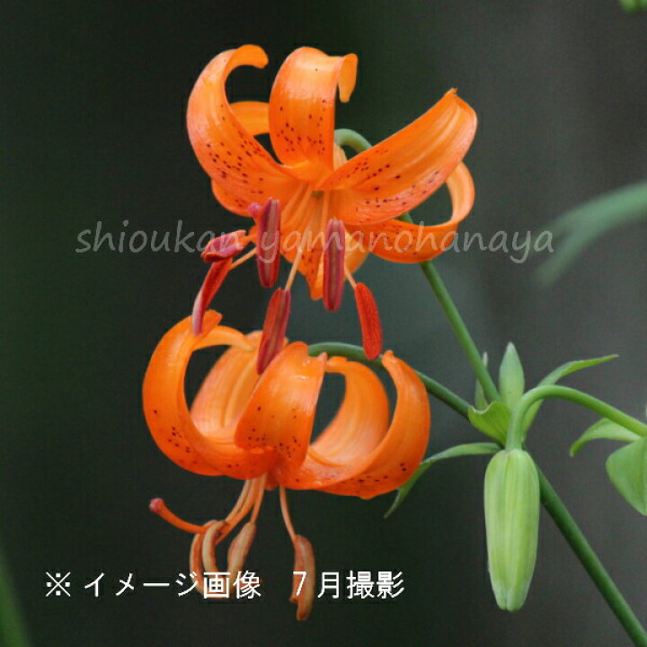 楽天市場 1ポット クルマユリ 10 5cmポット苗 山野草 耐寒性多年草 車百合 今季開花終了 紫桜館 山の花屋 楽天市場店