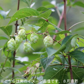 (2ポット)山のホップ　9cmポット苗2ポットセット　山菜苗/耐寒性多年草/唐花草/※4/12葉が展開中