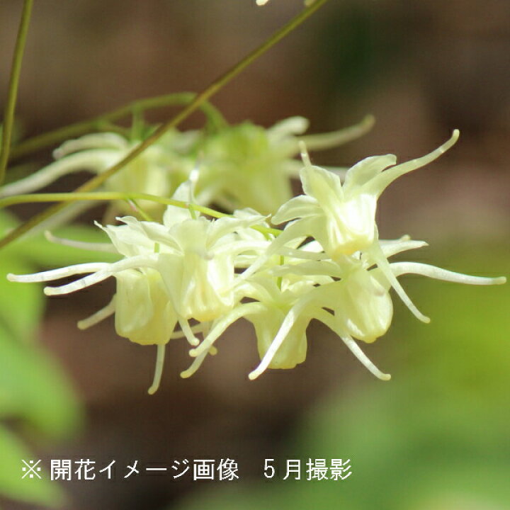 楽天市場 1ポット 黄花イカリソウ 9cmポット苗 山野草 耐寒性多年草 黄花碇草 紫桜館 山の花屋 楽天市場店