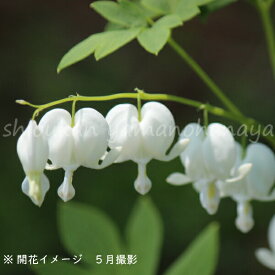 白花ケマンソウ　9〜10.5cmポット苗　数量割引あり/華やかな海外品種/タイツリソウ/ディセントラ/再入荷/※休眠 地上部無し