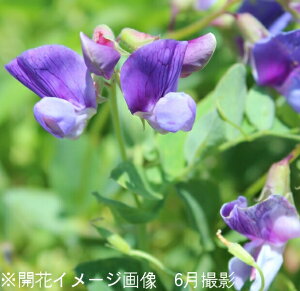 n}GhE@9cm|bgc@ʊ/R쑐/ϊN/l氓/x n㕔Ȃ