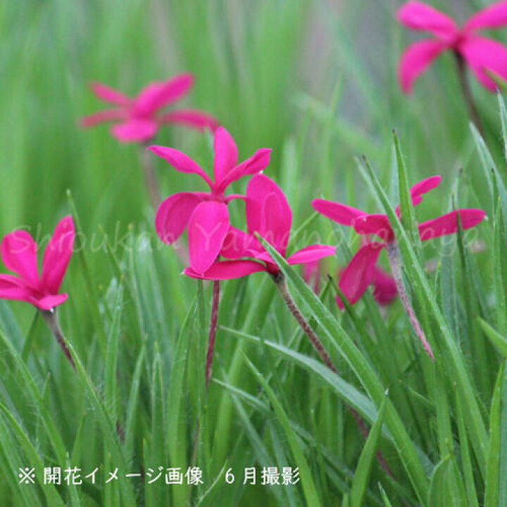 楽天市場 宿根草セット 華やかな宿根草ピンク編４種各１ポットセット アストランティア スターオブマジック ティアレア ピンクスカイロケット 桃花マツモトセンノウ アッツザクラドナルドマン 今季開花終了 紫桜館 山の花屋 楽天市場店