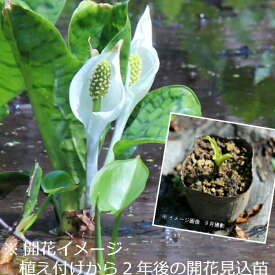 楽天市場 水芭蕉 花 ガーデン Diy の通販