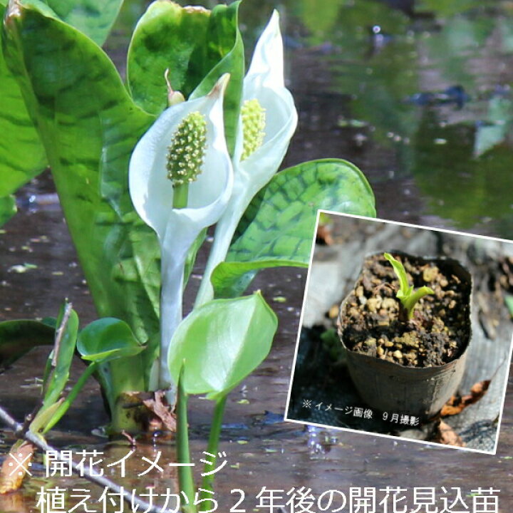 楽天市場 1ポット 斑入り葉ミズバショウ 9cmポット苗 湿地性多年草 植え付けてから２年後以降の春開花見込み苗 ビオトープ 水芭蕉 5 21葉に虫食いあり 紫桜館 山の花屋 楽天市場店