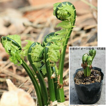 こごみ 栽培 土