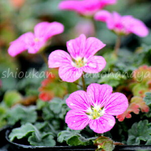 ԑփqtE\E@7.5`9cm|bgc@R쑐/ϊN/Vi/GJԏI ~t