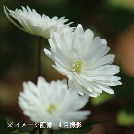 白花八重咲きキクザキイチゲ　雪手毬　9～10.5cmポット苗　希少種/※今季開花終了 4/20葉が展開中