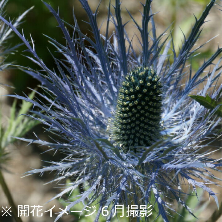 楽天市場 1ポット エリンジューム ブルースター 9cmポット苗 定植後1年後以降の開花見込み苗 夏咲き宿根草 新商品 エリンジウム 7 9葉が茂っています 紫桜館 山の花屋 楽天市場店