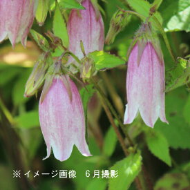 楽天市場 花の苗物 種類 植物 カンパニュラ 苗物 ガーデニング 農業 花 ガーデン Diyの通販