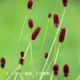 純ワレモコウ　10.5cmポット苗　数量割引あり/山野草/耐寒性多年草/吾亦紅/サンギソルバ/※休眠 地上部無し