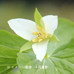 IIoiGC\E10.5cm|bgc@ʊ/R쑐/ϊN/x n㕔