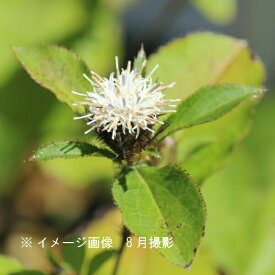 楽天市場 オケラの通販
