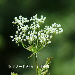 ZLE@10.5cm|bgc@ʊ/򑐕c/ϊN/x n㕔Ȃ