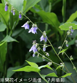 楽天市場 山野草 春 食用の通販