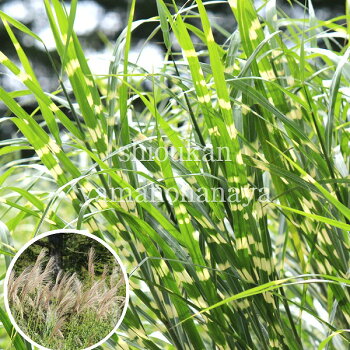 楽天市場 1ポット タカノハススキ 10 5cmポット苗 植え付け1年後以降の開花見込み苗 矢羽薄 鷹の羽ススキ 紫桜館 山の花屋 楽天市場店