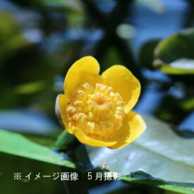 楽天市場 ヒツジグサの通販