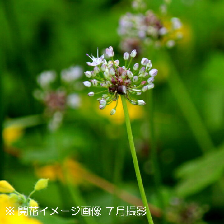 楽天市場 2ポット ノビル 9cmポット苗2ポットセット 山菜苗 耐寒性多年草 野蒜 7 9葉が茂っています 紫桜館 山の花屋 楽天市場店 楽天市場 2ポット ノビル 9cmポット苗2ポットセット 山菜苗 耐寒性多年草 野蒜 7 9葉が茂っています 紫桜館 山の花屋 楽天市場店