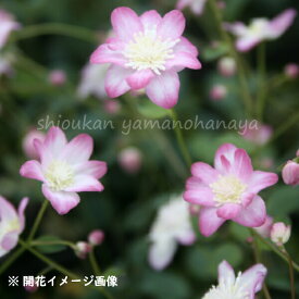 楽天市場 宿根草 四季咲き ガーデニング 農業 花 ガーデン Diy の通販