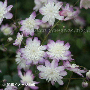 poCJJ}c Ԍn@7.5cm|bgc@h/lG炫/ē/x n㕔Ȃ