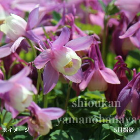 桃花ミヤマオダマキ　7.5〜9cmポット苗　数量割引あり/山野草/耐寒性多年草/深山苧環/再入荷/※休眠 地上部なし