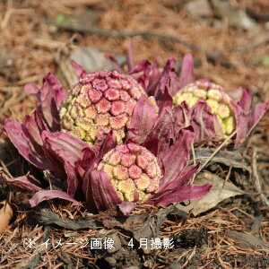 ԉԃtLmgE@10.5cm|bgc@ʊ/Rؕc/ԉԕV/ē/~肠