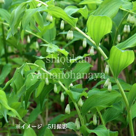 アマドコロ　10.5cmポット苗　数量割引あり/山野草/耐寒性多年草/甘野老/ナルコユリ/※休眠 地上部無し