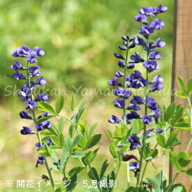 ムラサキセンダイハギ　15cmポット充実苗　 数量割引あり/華やかな海外品種/3~5芽植え苗/山野草/バプティシア/※休眠 地上部なし