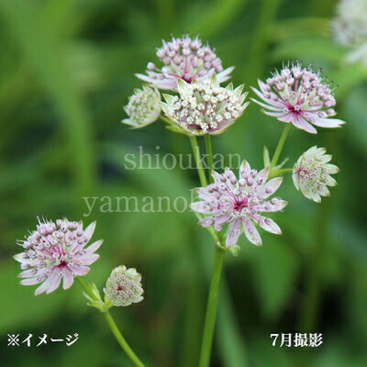 楽天市場 1ポット アストランティア マヨール 10 5cmポット苗 新商品 アストランチア 紫桜館 山の花屋 楽天市場店