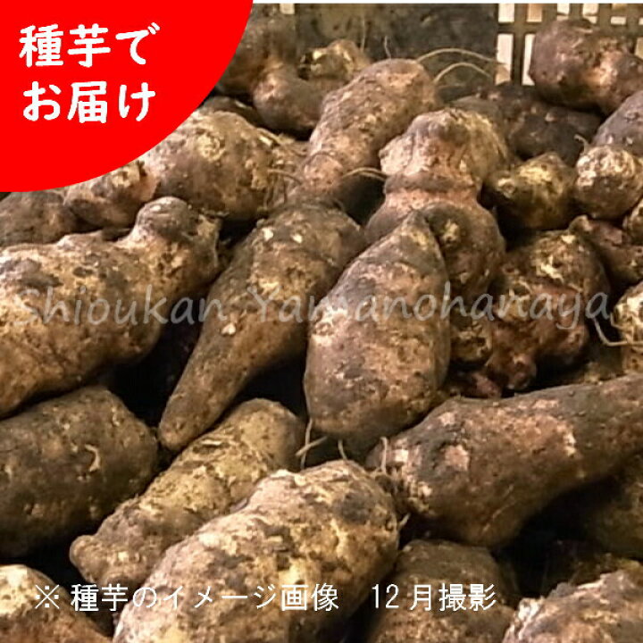 楽天市場 5個 岩手県産キクイモ 種芋5個 唐芋 菊芋 生芋 栽培期間中農薬不使用 土付き 入荷済み 出荷は4月5日まで 紫桜館 山の花屋 楽天市場店