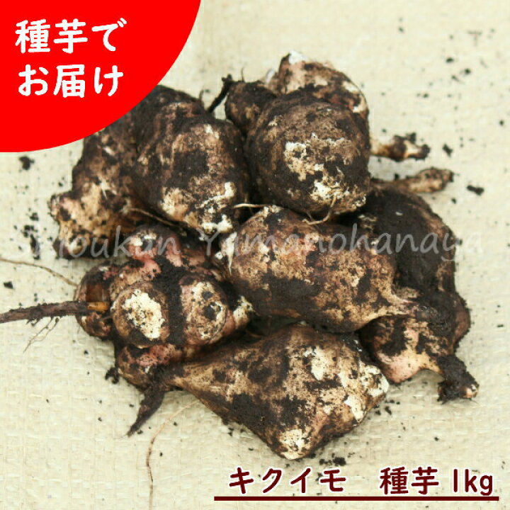 楽天市場 1kg 岩手県産キクイモ 種芋1kg 目安5 10個 唐芋 菊芋 生芋 栽培期間中農薬不使用 土付き 12月2日お届け開始 紫桜館 山の花屋 楽天市場店